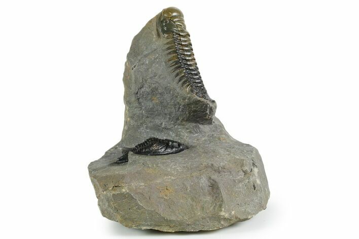 Colorful Crotalocephalina Trilobite With Zlichovaspis #352683